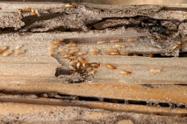 Best Exterminator Services  in Sturgis, MI